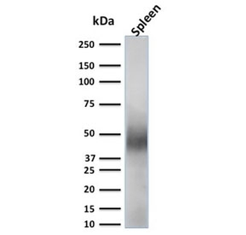 CD63 Antibody / LAMP-3