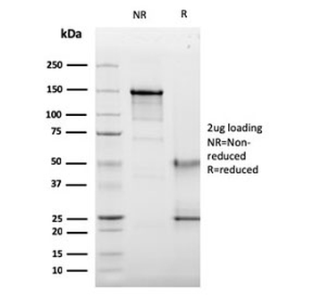 CD63 Antibody / LAMP-3