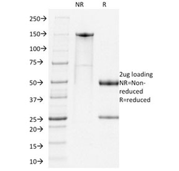 PD1 Antibody / PDCD1