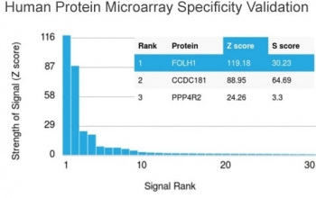 Folate Hydrolase 1 Antibody / FOLH1 / PSMA