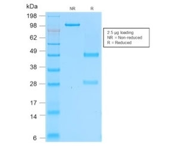 Recombinant CD162 Antibody