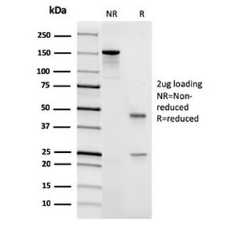 Recombinant CD45 Antibody