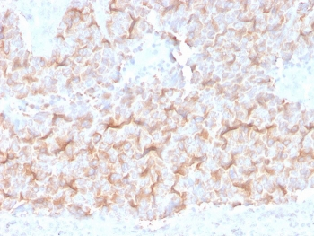 Alpha Tubulin Antibody