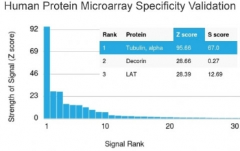 Alpha Tubulin Antibody