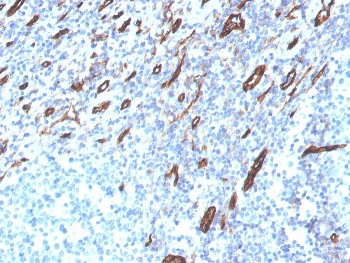 CD31 Antibody
