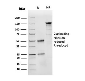 CD31 Antibody