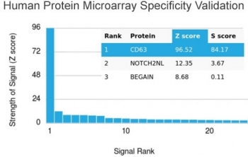 CD63 Antibody
