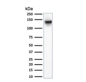 CD43 Antibody