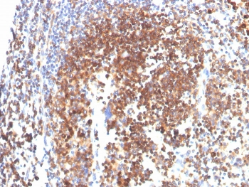 SLAMF7 Antibody / CS1