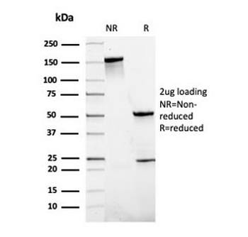 SLAMF7 Antibody / CS1