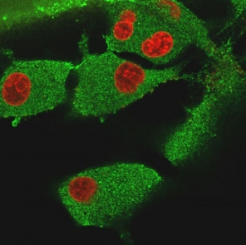Vinculin Antibody
