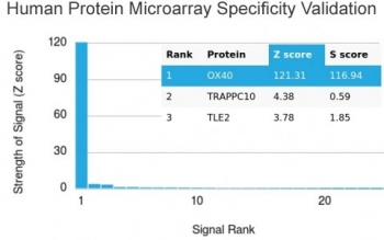 OX40 Antibody