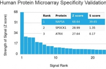 Napsin A Antibody