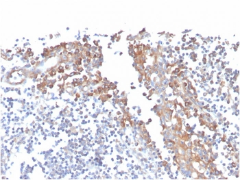 CD80 Antibody