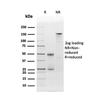 CD86 Antibody