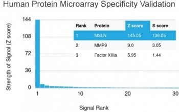 Mesothelin Antibody / MSLN