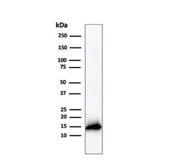Cystatin A Antibody / CSTA