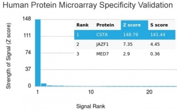Cystatin A Antibody / CSTA