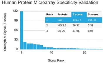 Carbonic Anhydrase IX Antibody / CA9