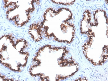 Recombinant Prostein Antibody / SLC45A3