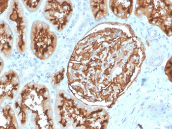 CD10 Antibody
