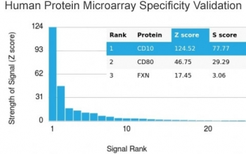 CD10 Antibody