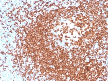 PAX5 Antibody