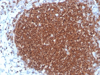 CD19 Antibody