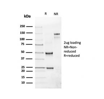 CD19 Antibody