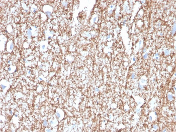 MBP Antibody / Myelin Basic Protein