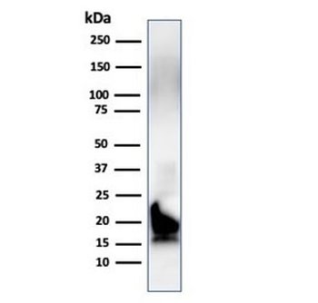 MBP Antibody / Myelin Basic Protein