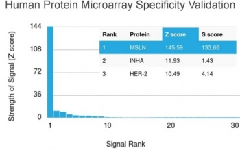 MSLN Antibody / Mesothelin
