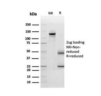 Periostin Antibody