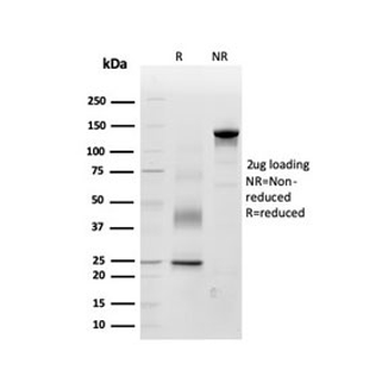 Periostin Antibody
