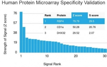 Retinol Binding Protein 4 Antibody / RBP4