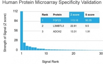 FGF23 Antibody / Fibroblast Growth Factor 23