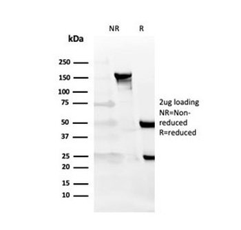CD27 Antibody