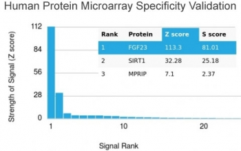 FGF23 Antibody / Fibroblast Growth Factor 23