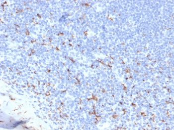 Recombinant CD163 Antibody