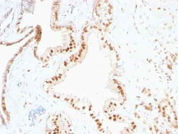 p27 Antibody / p27Kip1