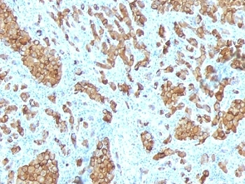 Melan-A Antibody