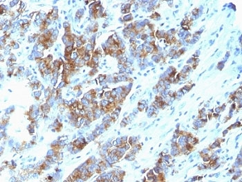 Mucin-1 Antibody