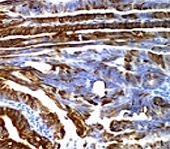 MUC2 Antibody
