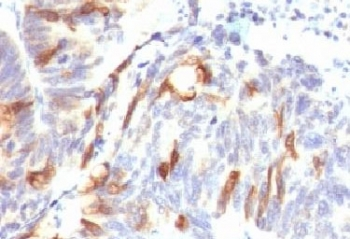 Mucin-2 Antibody