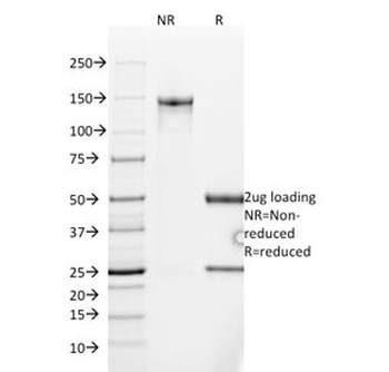 Mucin-2 Antibody