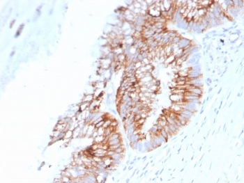 Mucin-2 Antibody