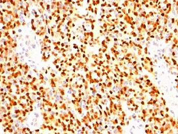 Myogenin Antibody