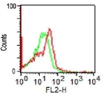 NCAM / CD56 Antibody