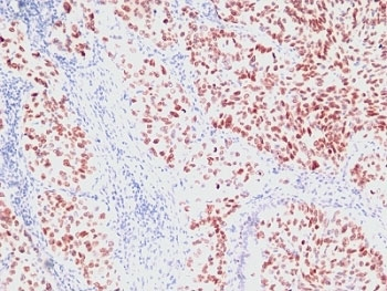 NKX2.1 Antibody / TTF-1