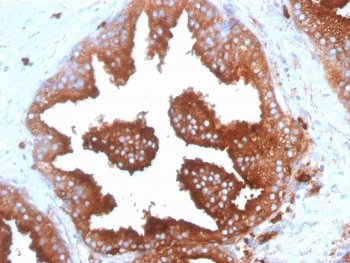 CD63 Antibody / LAMP-3